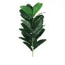 Simulation plant 23 leaf banana leaf