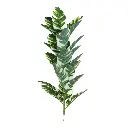 Simulation plant 23 leaf white green banana leaf